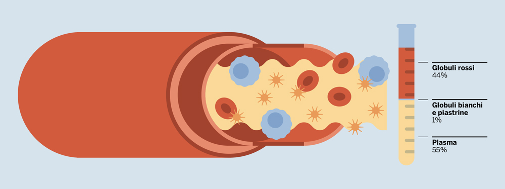 donazione e composizione del sangue
